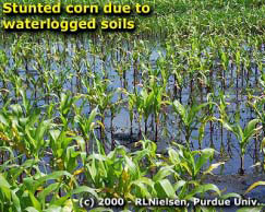 Stunted corn due to waterlogged soils