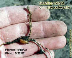 Seedling blight of maize coleoptile