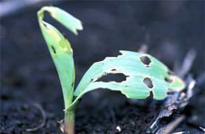 ragged holes in the leaves