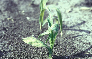 Irregular lines scratched from top layer of leaf tissue