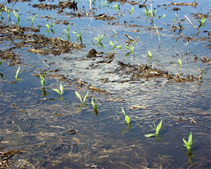 Tough conditions for soil insecticides