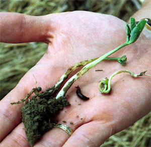 Soybean damage