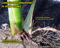 Leaf sheath attachment to stalk nodes