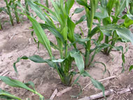 Stunted and suckered plant