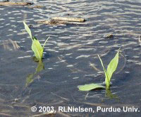 Copywrite 2003, RLNielsen, Purdue University