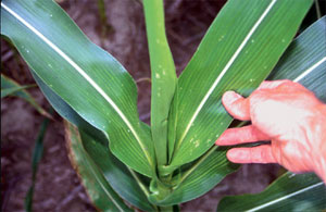 Shot hold damage in corn whorl