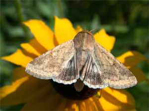 Corn earworm moth