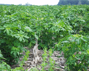 VC stage soybean and big giant ragweed