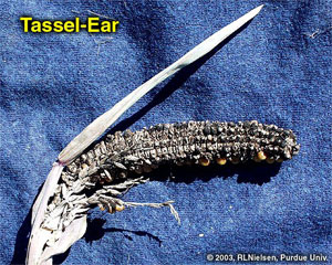 Tassel Ear