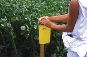 Placing Sticky trap on stake