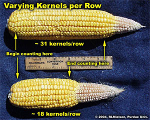 Varying Kernels per row