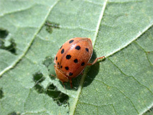 Mexican bean beetle