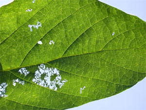 Characteristic "lacy" defoliation