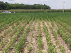 Field view of root knot nematode infested soybean plants in Daviess County