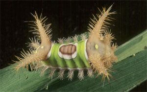 Saddleback caterpillar in corn