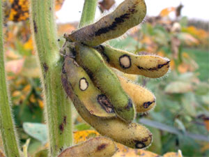 Bean leaf beetle pod scarring