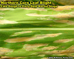 Northern Corn Leaf Blight