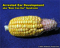 Arrested Ear Develpment