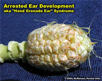 Arrested Ear Development