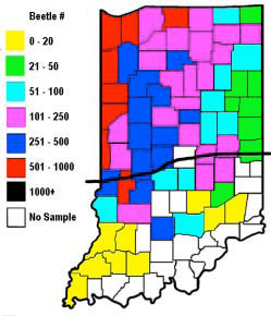 2004 Western corn rootworm sweep net survey in soybean 