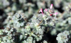 Henbit