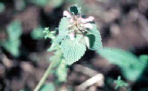 Purple Deadnettle