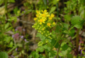 Cressleaf groundsel flowers