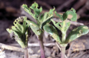 Early bean leaf beetle damage