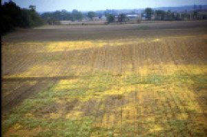 Egg laying attraction site for black cutworm moths