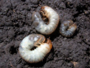 Differen sizes of white grubs