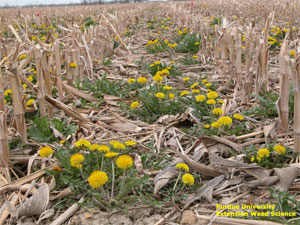 Dandelions in corn stubble