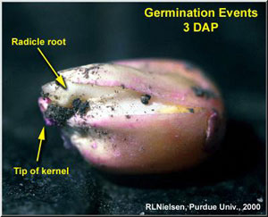 Germination Events 3 DAP