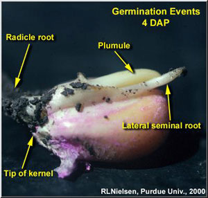 Germination Events 4 DAP