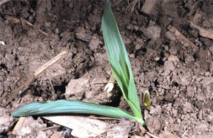 Seedling that has been cut below the ground