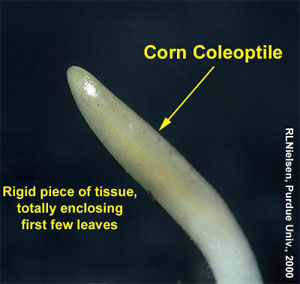 Rigid piece of tissue, totally enclosing first fiew leaves