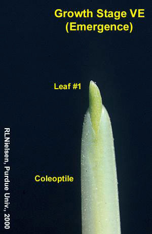 Growth Stage VE (Emergence)