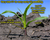 Very late V1 to very early V2 seedling