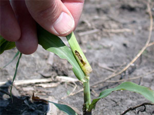 Stalk borer tunneling