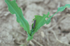 Armyworm damage