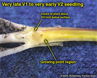 Very late V1 to very early V2 seedling