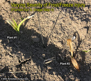 Varying Severity of Frost/Freeze Injury