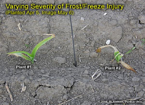 Varying severity of Frost/Freeze injury