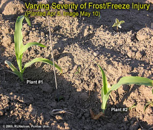 Varying severity of Frost/Freeze injury