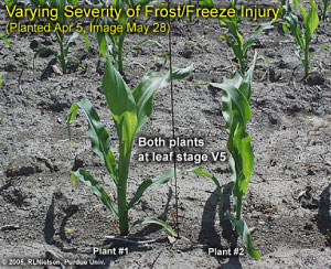 Varying severity of Frost/Freeze injury