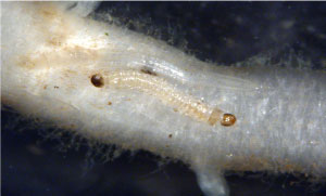 Newly hatched rootworm next to root hair.
