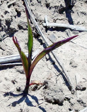 Stunted and discolored plants