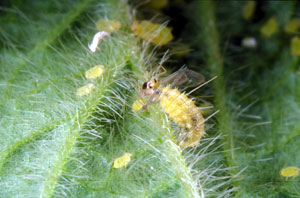 Tiny syrphid larva sucking a winged aphid dry.