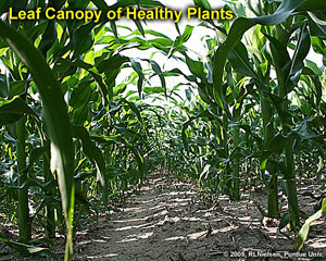 Leaf Canopy of Healthy Plants