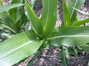 Shot hold damage in corn whorl.