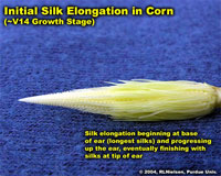 Initial silk elongation in corn